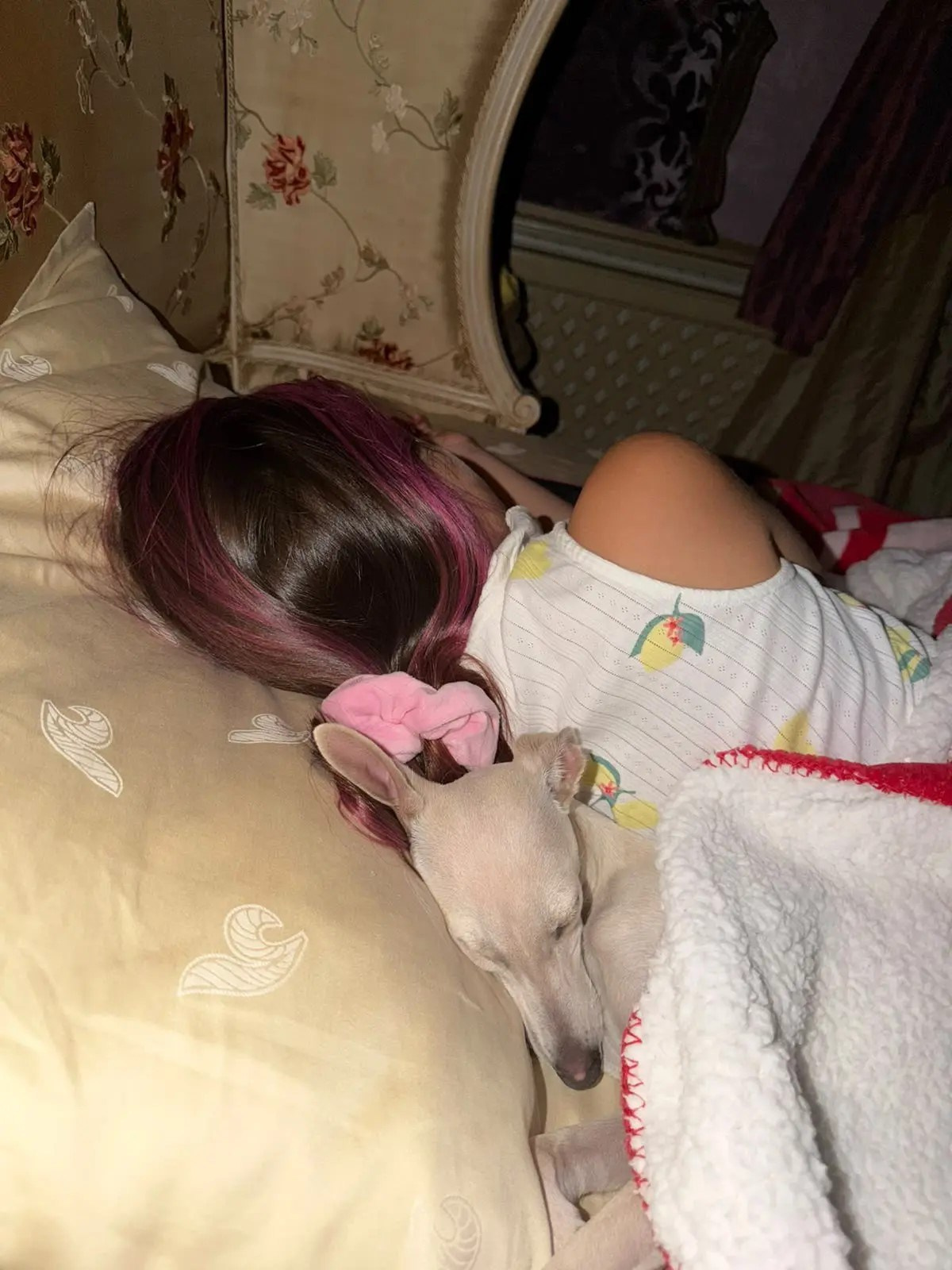 Хотите жемчужного щенка?. Professional Italian Greyhound Kennel RKF/FCI ASTI SAPPHIRE 💎 Sochi|St. Petersburg