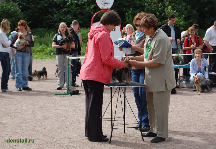 2009-2010 г Результаты выставок. Питомник Йоркширских терьеров Дэнстайл в Санкт-Петербурге заводчик Тих