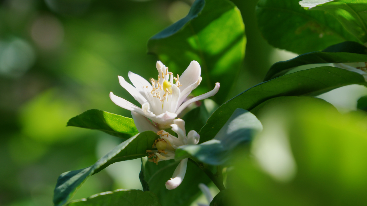 Эфирное масло Лимона/lemon. VDAO.RU — исцеляющие практики