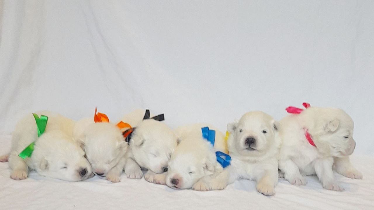 Родители / Щенки. Самоед Новосибирск