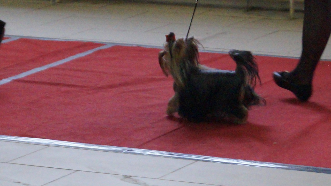 2016 г Результаты выставок. Питомник Йоркширских терьеров Дэнстайл в Санкт-Петербурге заводчик Тих