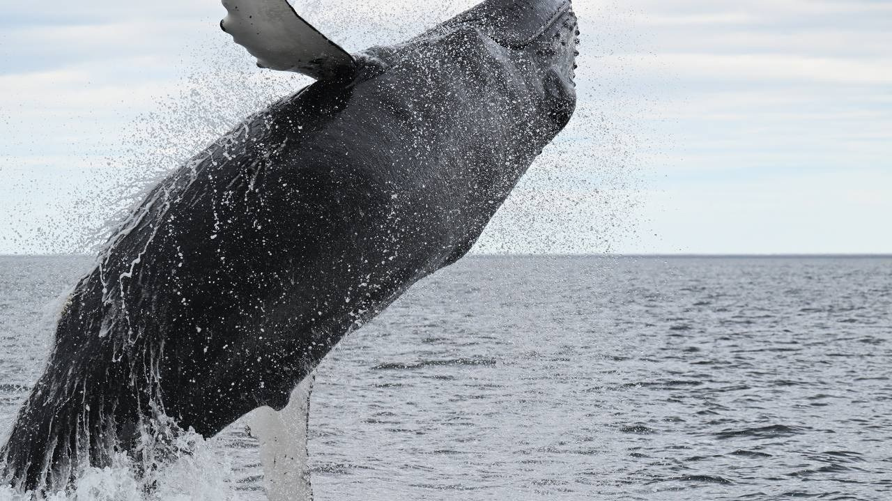 Тур в Мурманск лето 2026 — Двойные шансы встретить китов