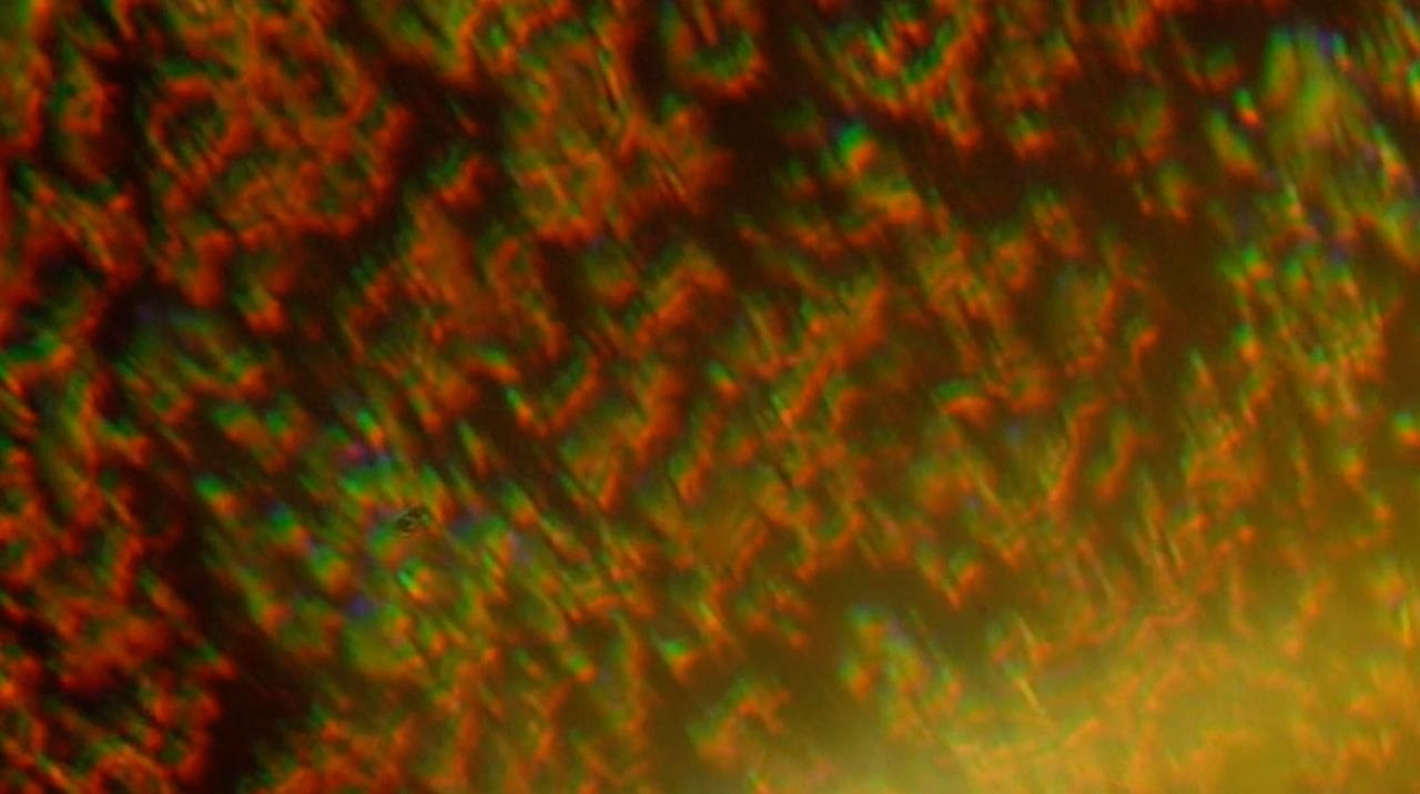 Аллигаторы. Elena Anosova is an award-winning visual artist