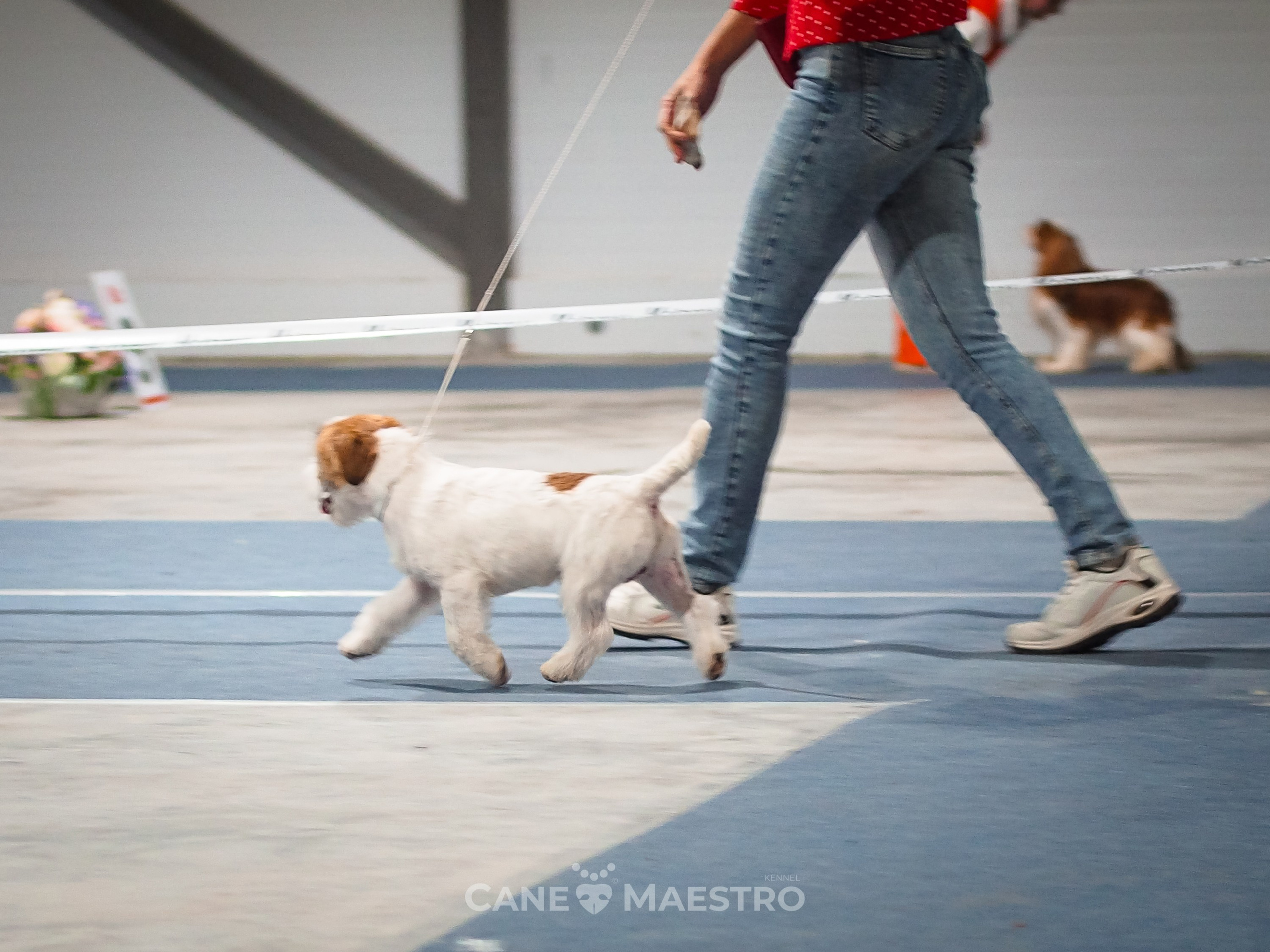 ВЫСТАВКА 11.10.2025 г.Рязань. CANE MAESTRO — kennel Jack Russell Terrier