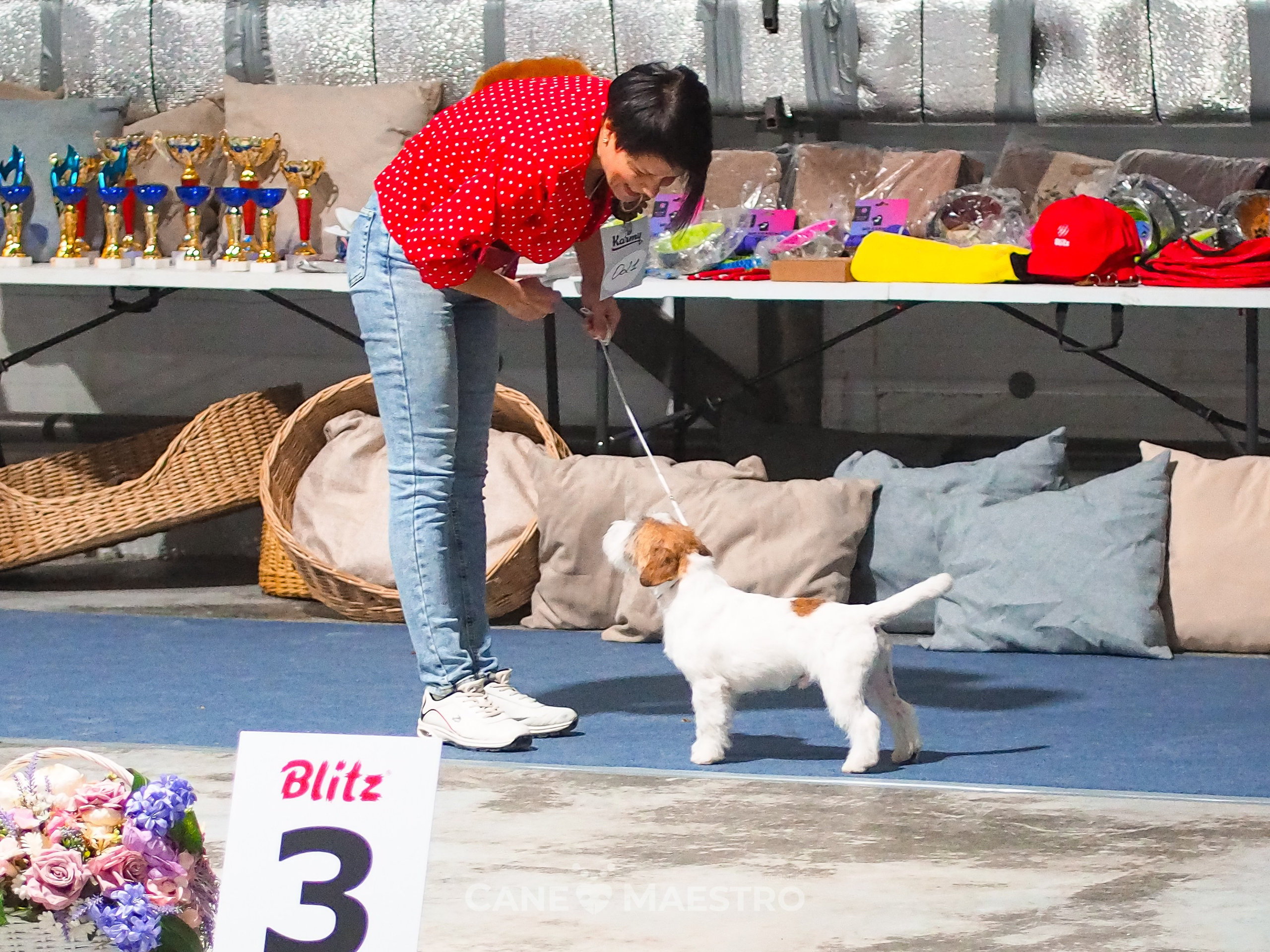 ВЫСТАВКА 11.10.2025 г.Рязань. CANE MAESTRO — kennel Jack Russell Terrier