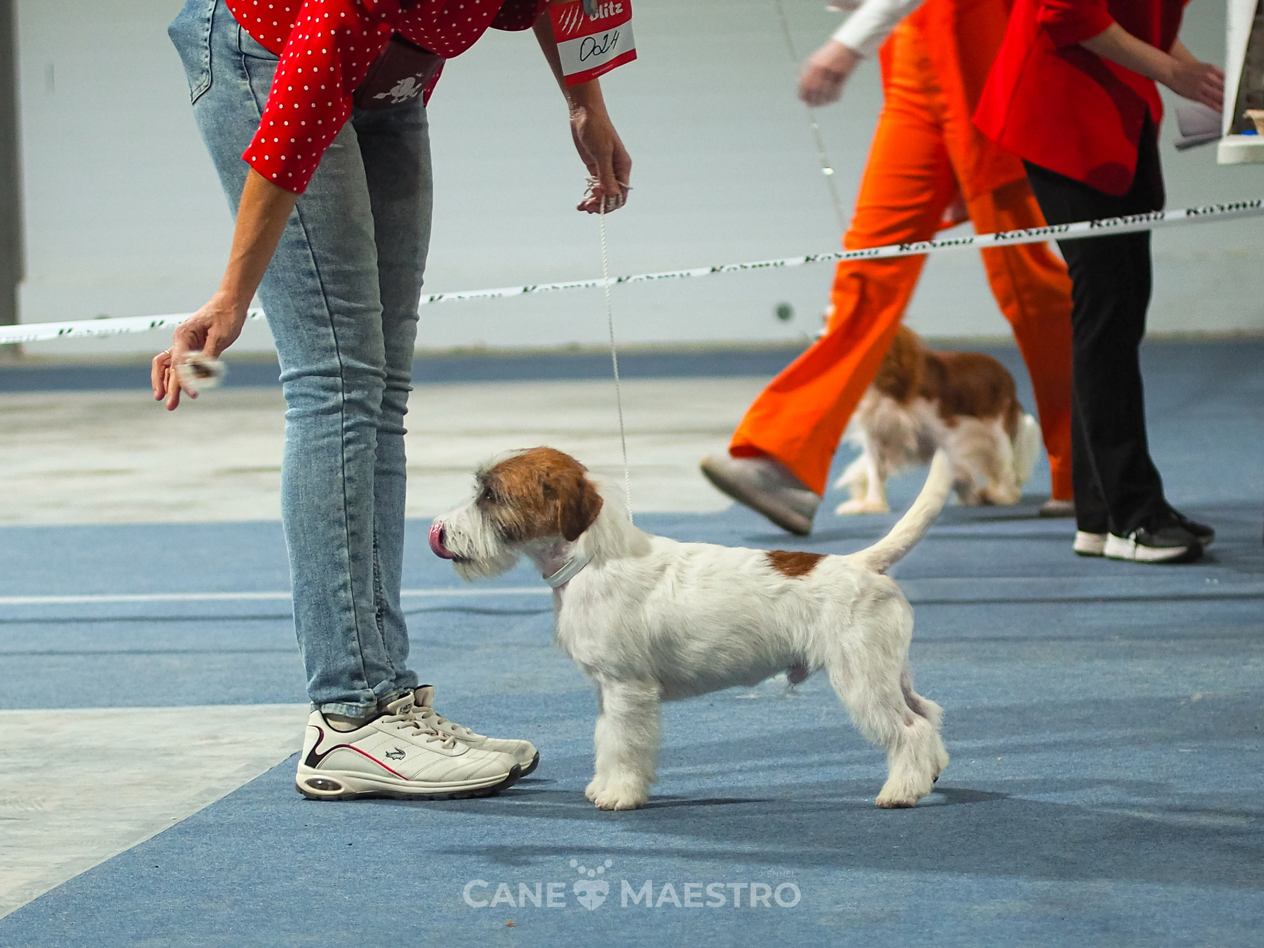 ВЫСТАВКА 11.10.2025 г.Рязань. CANE MAESTRO — kennel Jack Russell Terrier