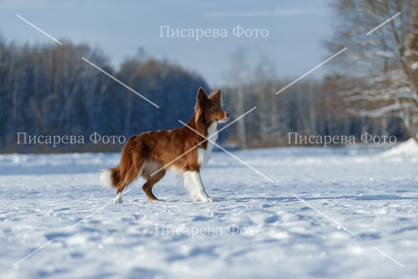 Собака породы Бордер колли на снегу