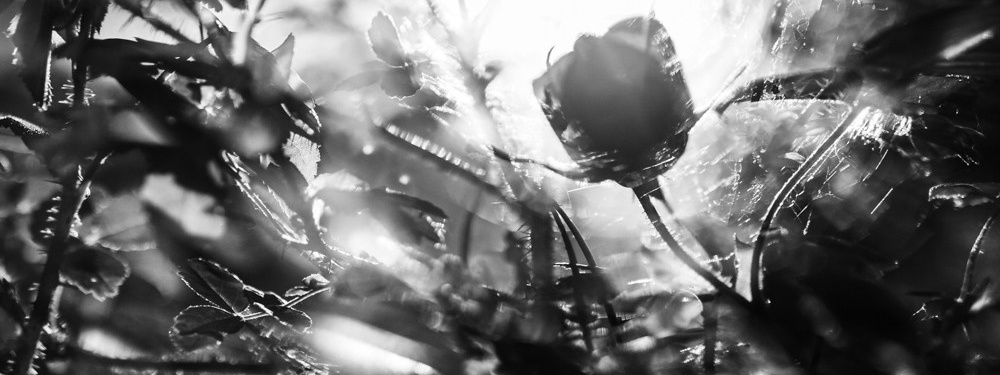 Услуги. Портретный фотограф в Сыктывкаре Алина Ракшина