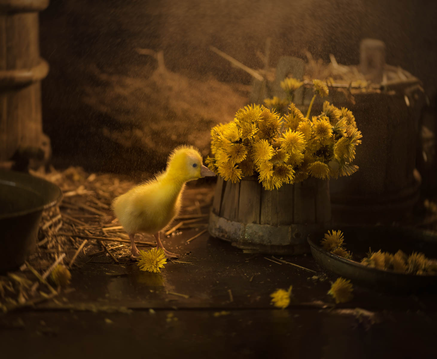 Одуванчики, гусята и утята