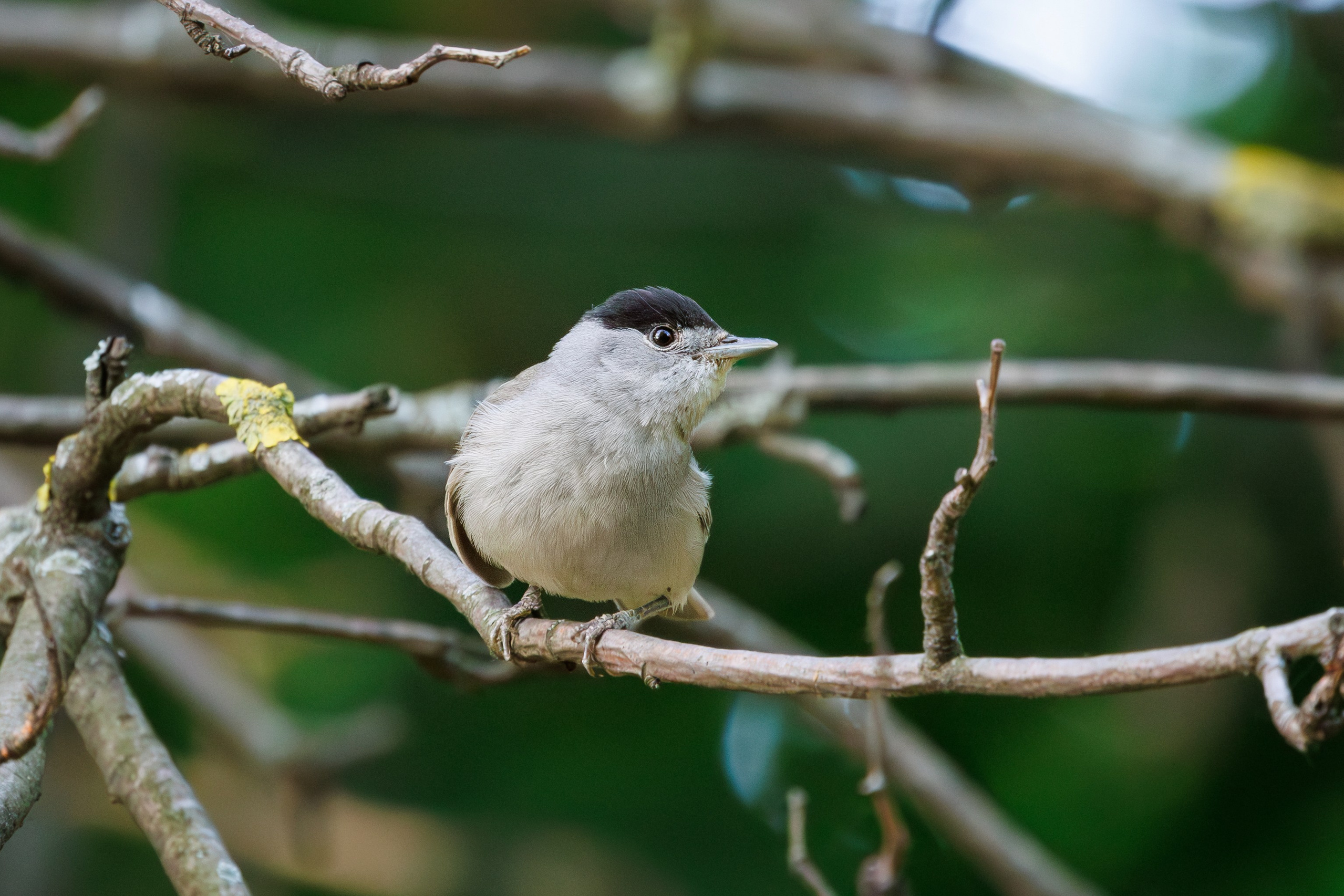 Контакты. Птицы парков г. Люберцы