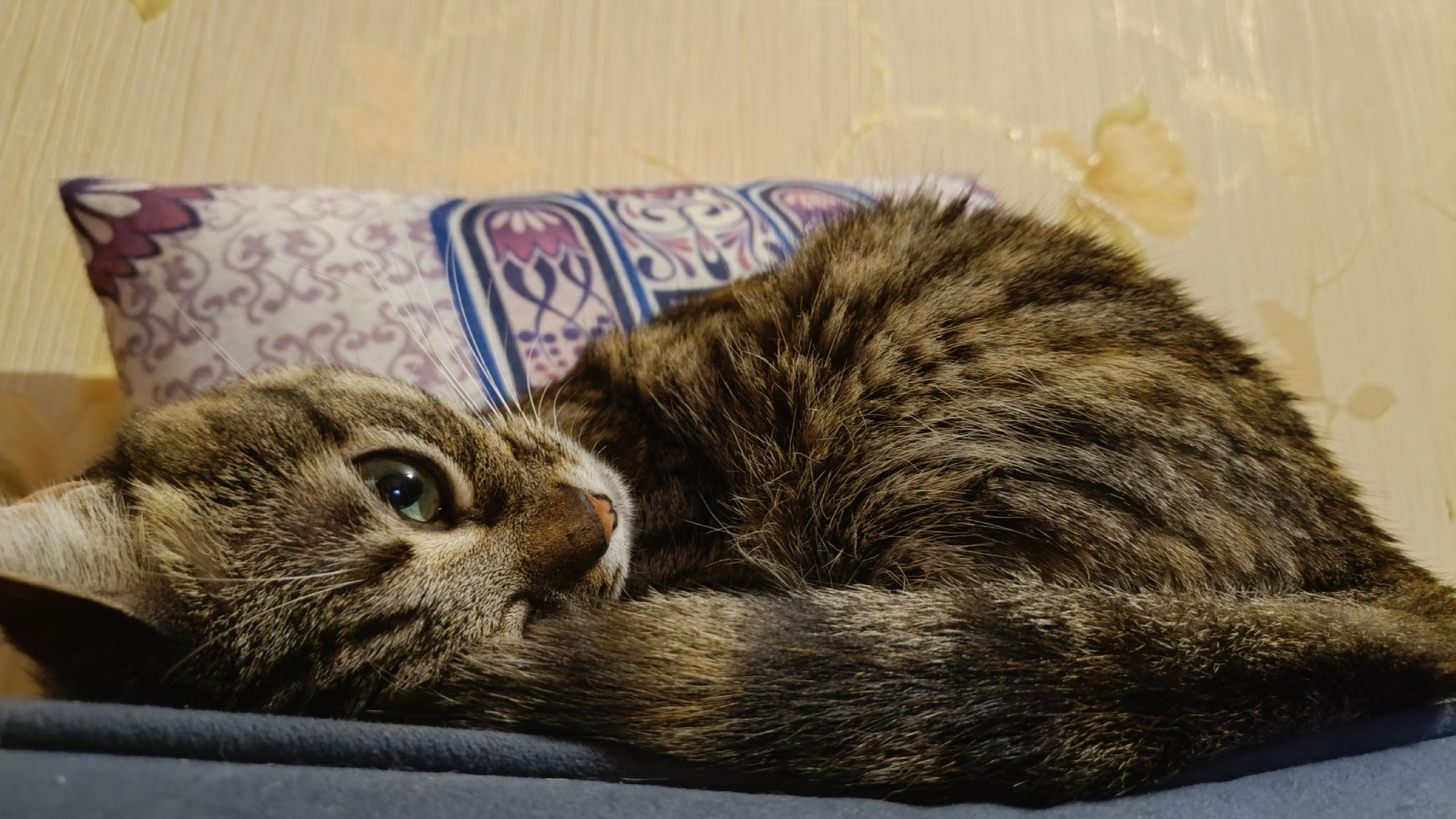 Фелинотерапия. Марина Рыбкина — Глубинная психология