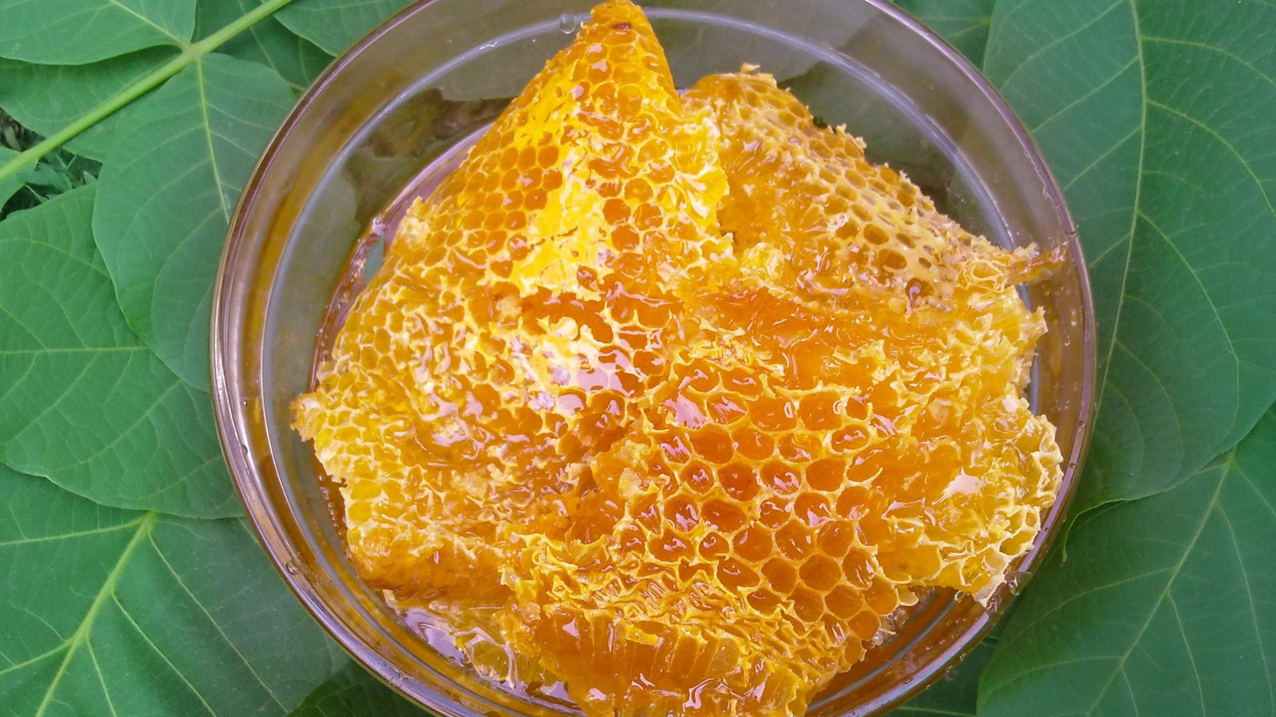 Витамины в меде. Эко отдых в Подмосковье в эко-отеле Марии Гиппенрейтер