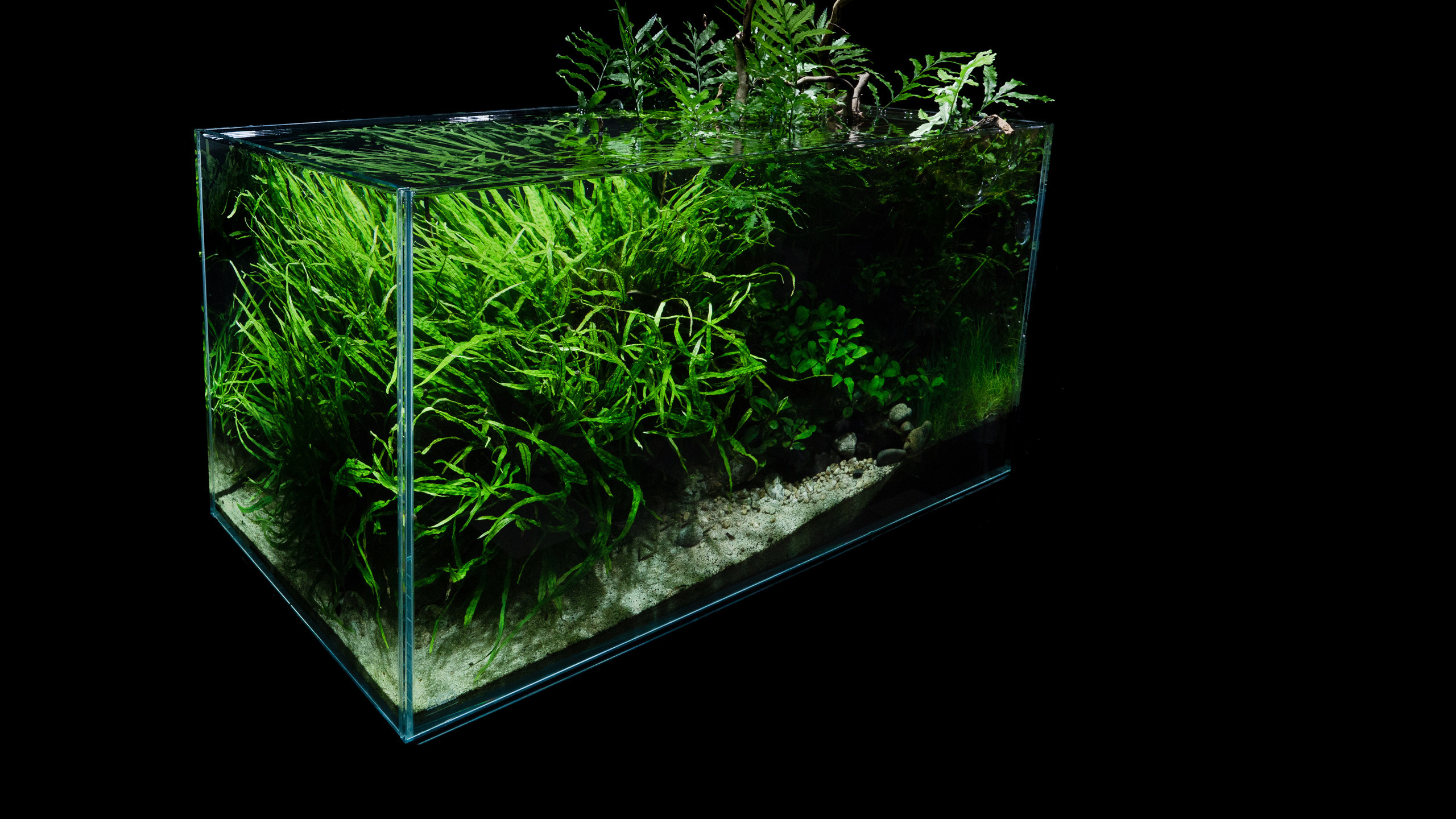 Цены и услуги. Аквариумист Максим Ерёмин. Aqua Maxim