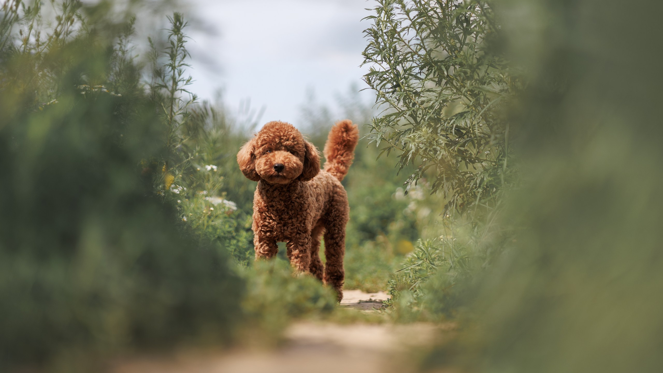 Фотограф Анималист в Москве Анастасия Жучкова