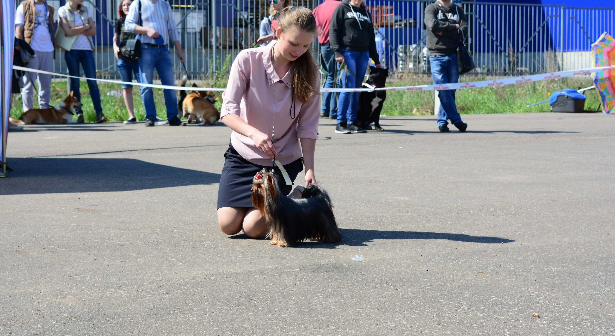 2016 г Результаты выставок. Питомник Йоркширских терьеров Дэнстайл в Санкт-Петербурге заводчик Тих