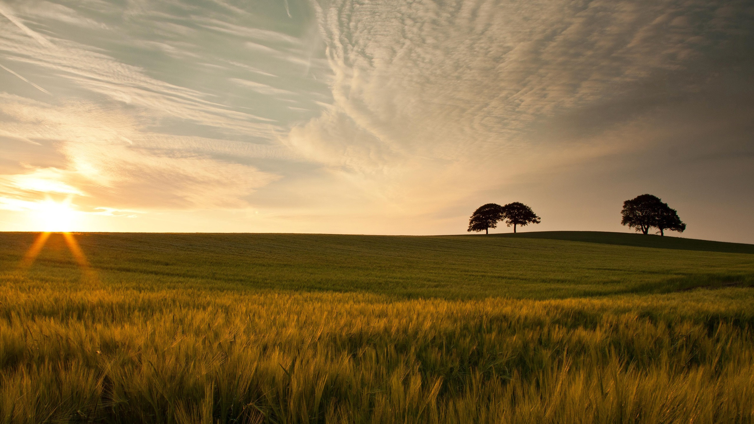 Фотограф|Новосибирск|Чернецкая Виолетта