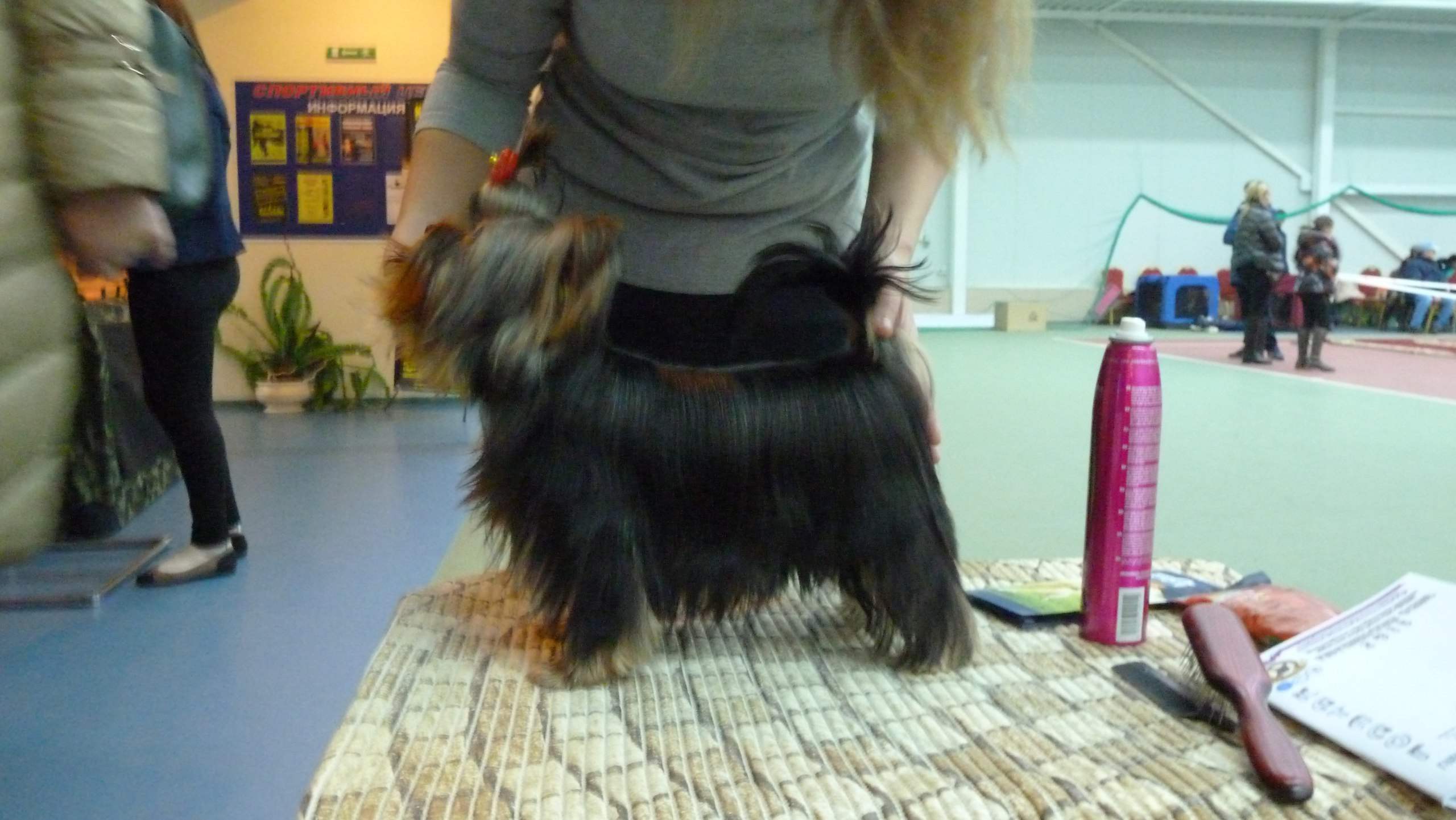 2015 г Результаты выставок. Питомник Йоркширских терьеров Дэнстайл в Санкт-Петербурге заводчик Тих