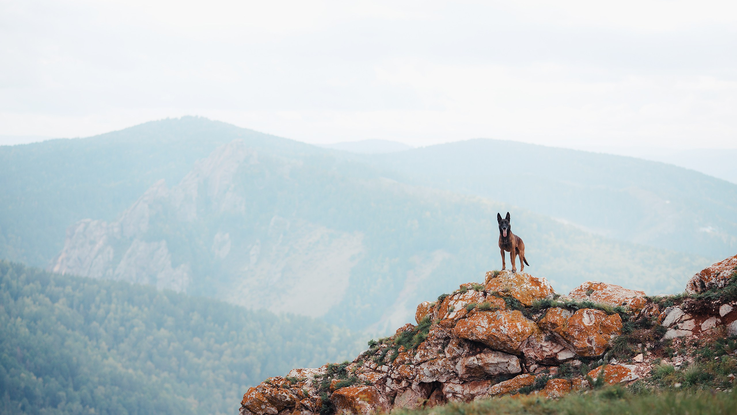 Фотограф-анималист Mary Mart — Москва, Питер