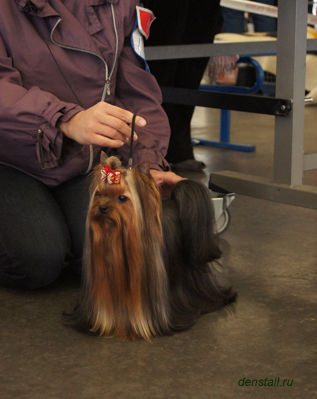 2011-2012 г Результаты выставок. Питомник Йоркширских терьеров Дэнстайл в Санкт-Петербурге заводчик Тих