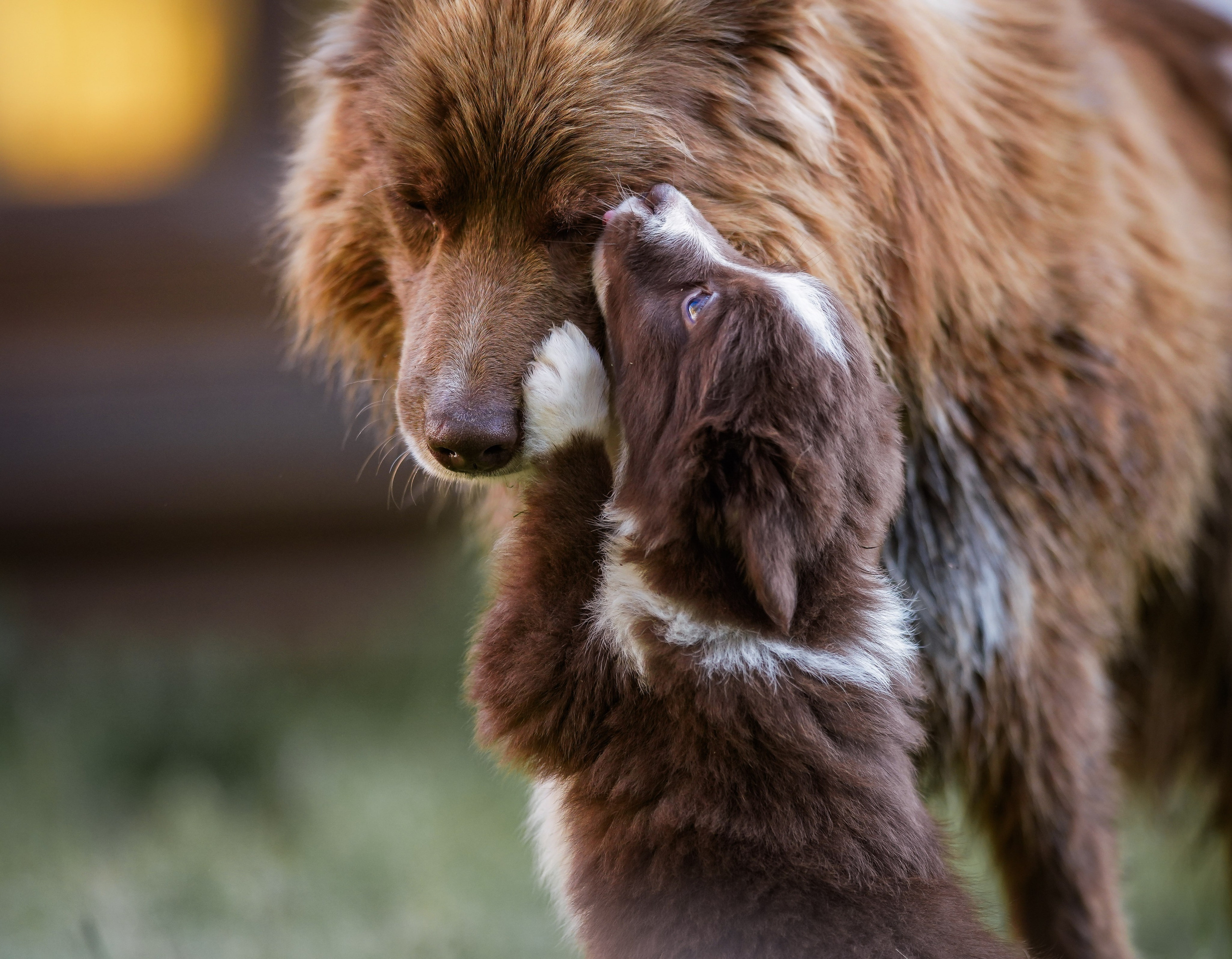 Фритсвит. Семейный фотограф Ефремова Виктория