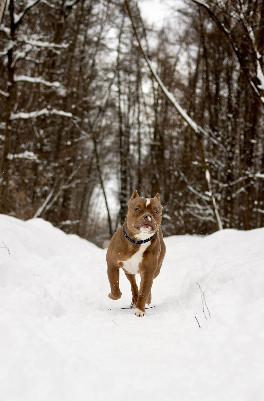 Фотограф-анималист г. Москва