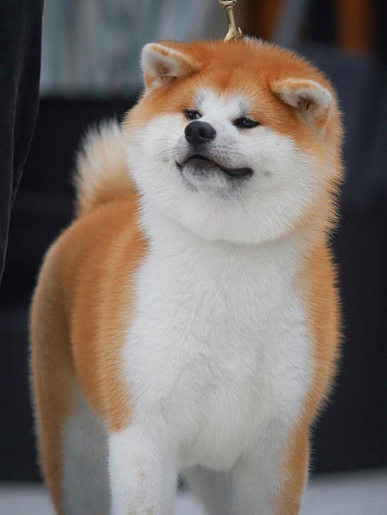 Red puppies. Kennel Akita inu