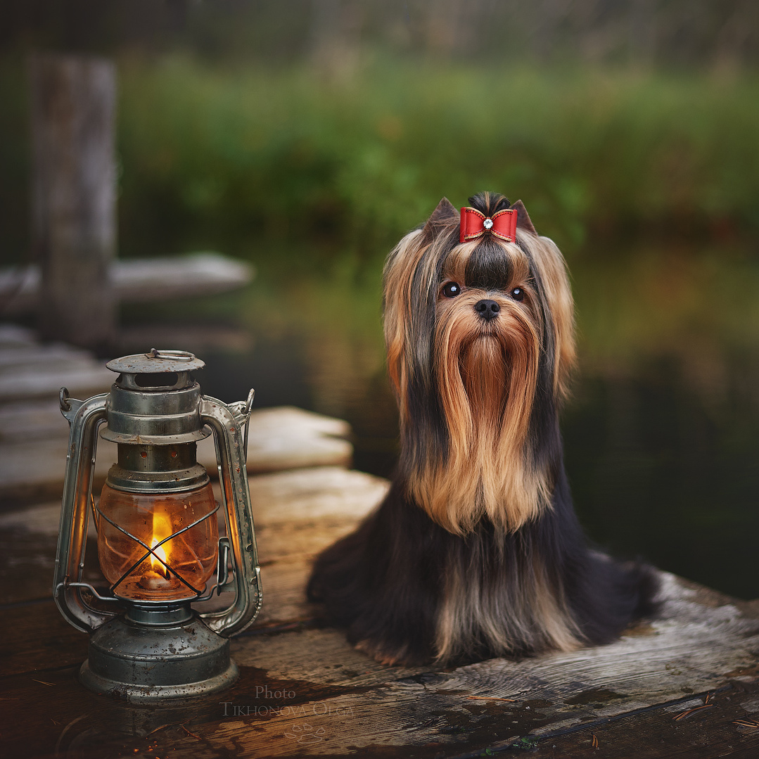 О питомнике «ДЭНСТАЙЛ|About the kennel DENSTAIL». Питомник Йоркширских терьеров Дэнстайл в Санкт-Петербурге заводчик Тих