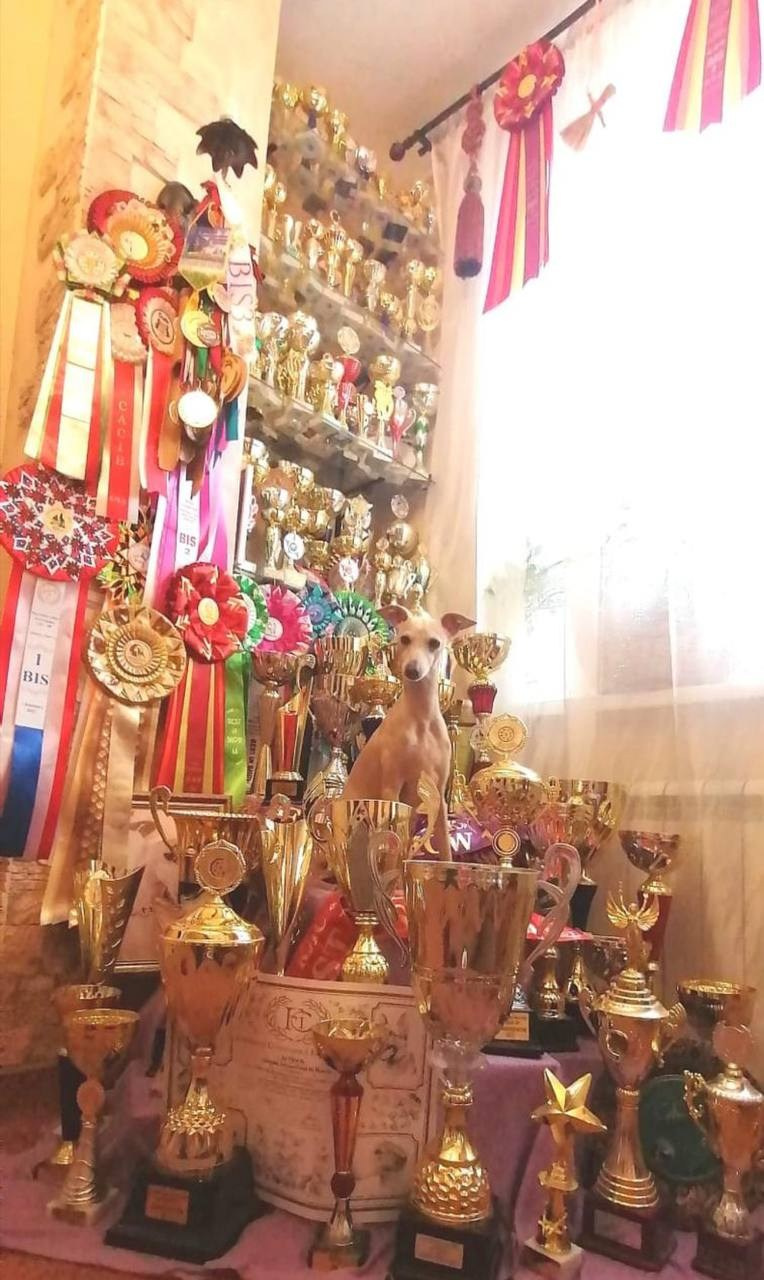 Наш самый звёздный выпускник. Профессиональный питомник левреток РКФ/FCI ASTI SAPPHIRE 💎 Сочи|Санкт-Петербург