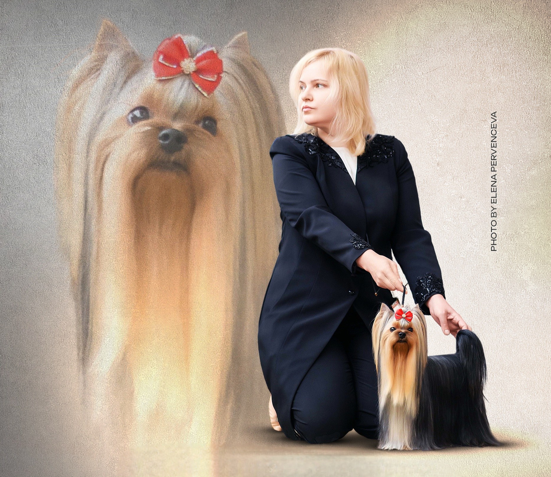 Йоркширский терьер. О нас. Питомник Воле'Т Шоу Vole'T Shou. Йоркширский терьер — питомник йоркширских терьеров Vole'T Shou