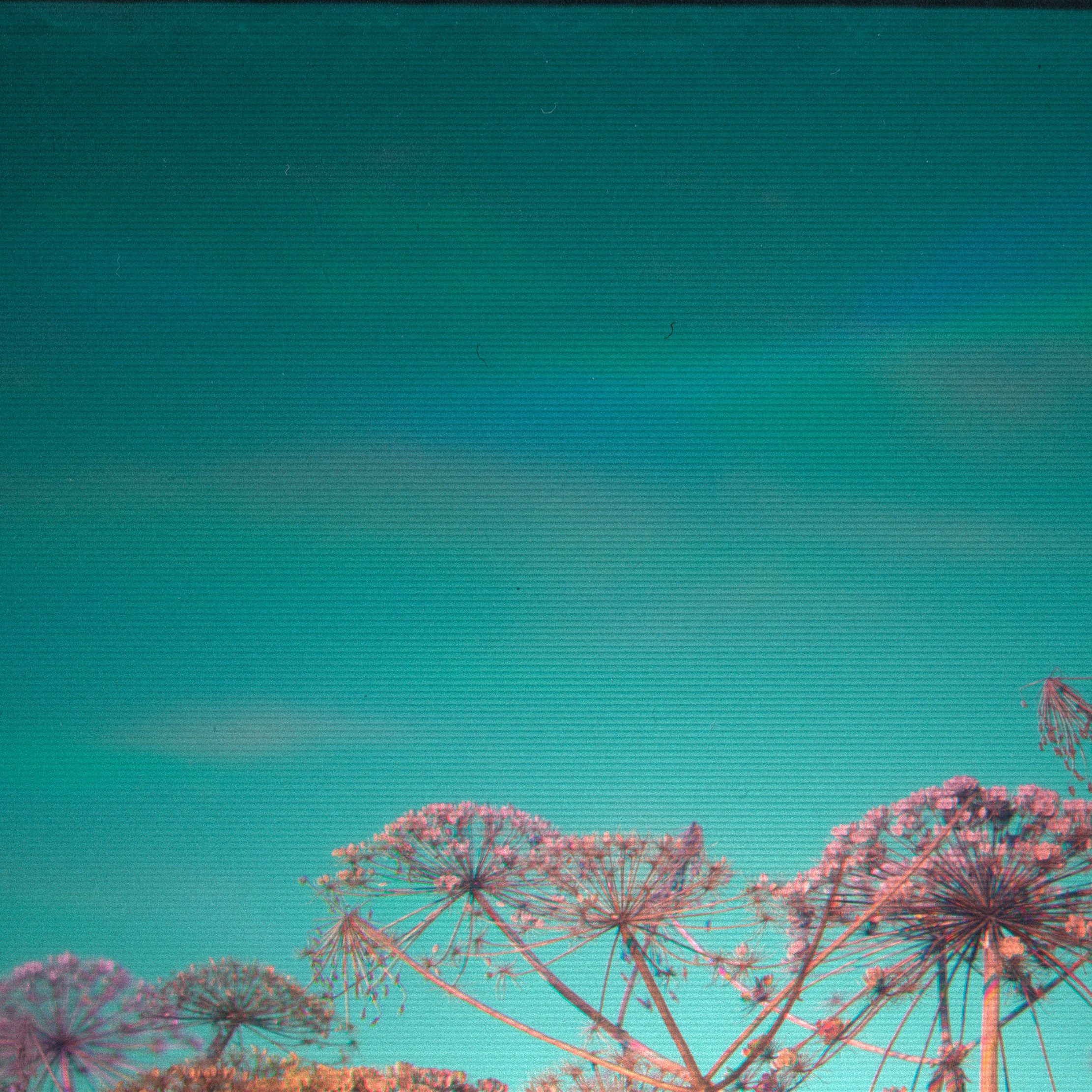 Фито-Войско (Борщевик). Роман Ходырев — эзотериолог, художник, фотограф и музыкант. Санкт-Петербург, Рига