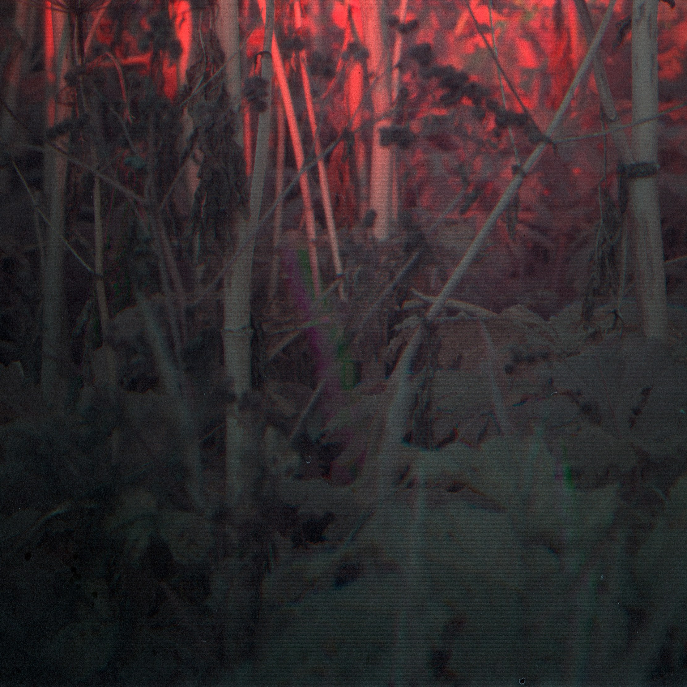 Фито-Войско (Борщевик). Роман Ходырев — эзотериолог, художник, фотограф и музыкант. Санкт-Петербург, Рига