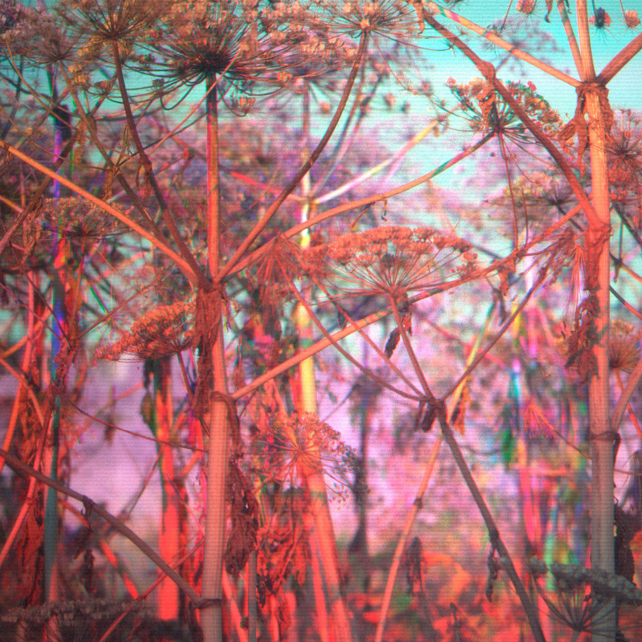 Фито-Войско (Борщевик). Роман Ходырев — эзотериолог, художник, фотограф и музыкант. Санкт-Петербург, Рига