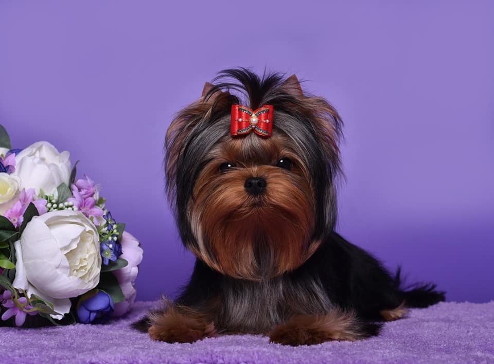 STEEL STAR BOSS HUGO BOSS. Питомник Йоркширских терьеров Дэнстайл в Санкт-Петербурге заводчик Тих