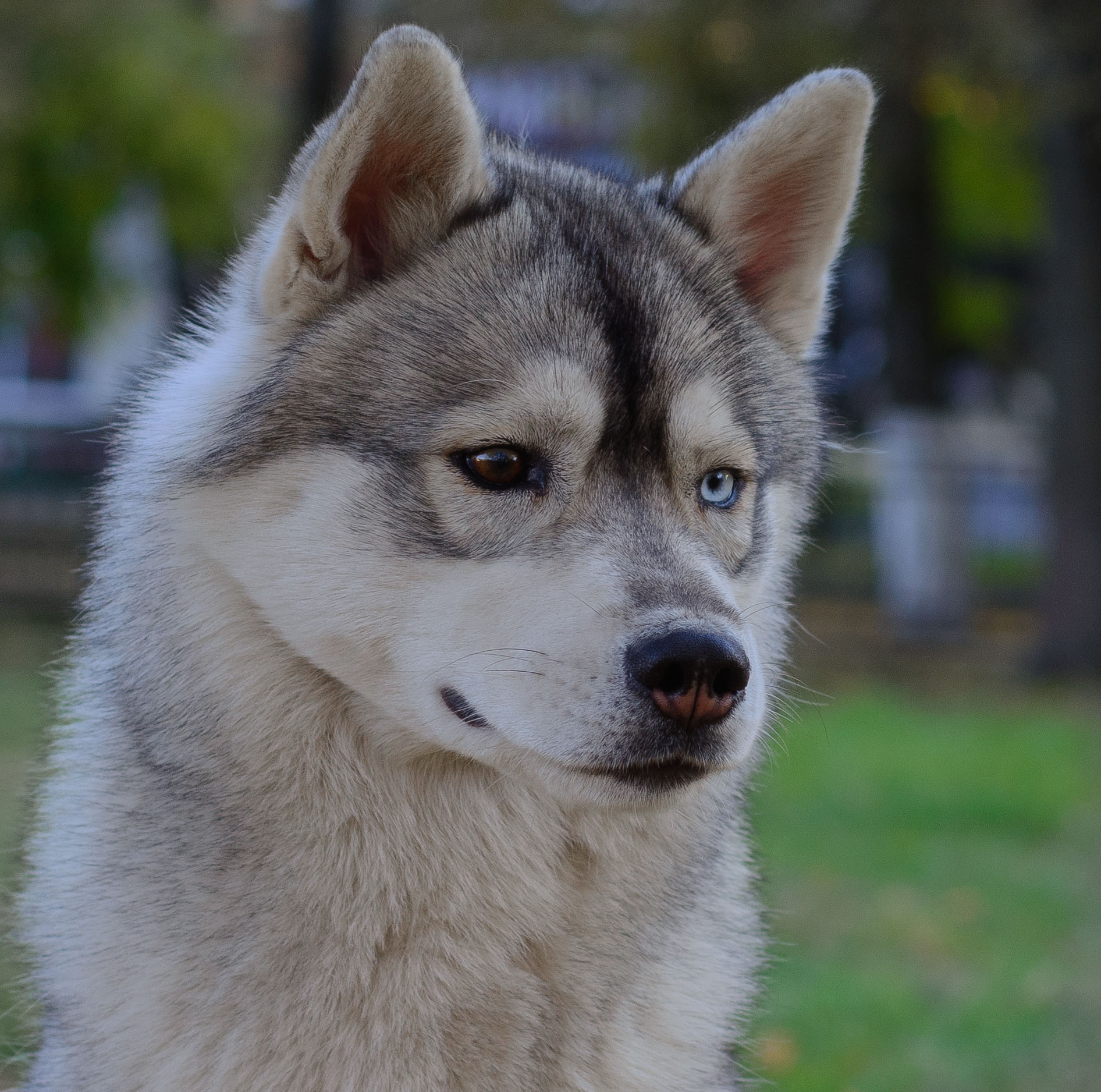 Сибирские хаски питомника Ice Fantasy Брянск. Купить щенка Вельш-корги-кардиган в семейном питомнике — Ice Fantasy