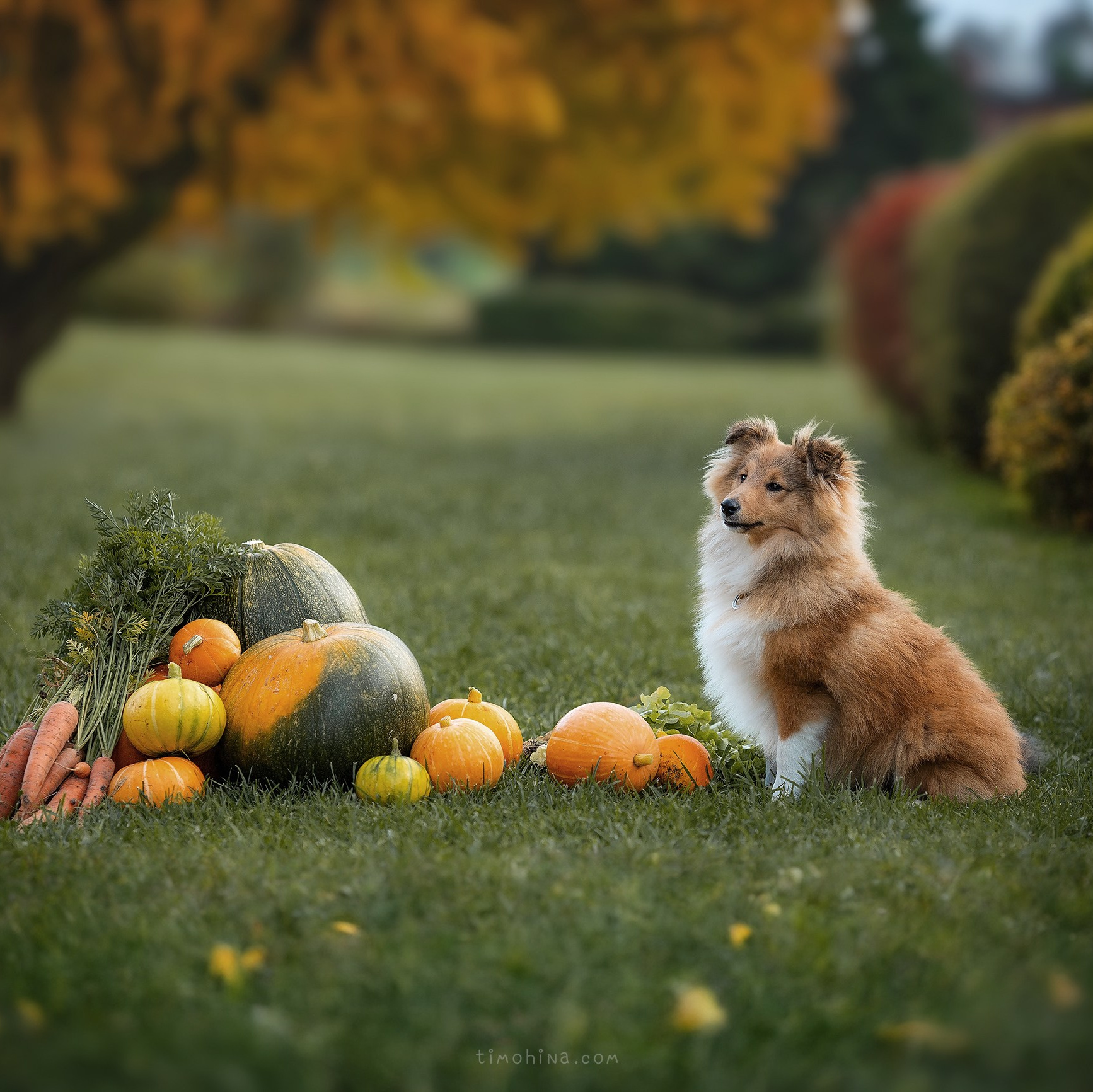 Художник и Фотограф Тимохина Юлия