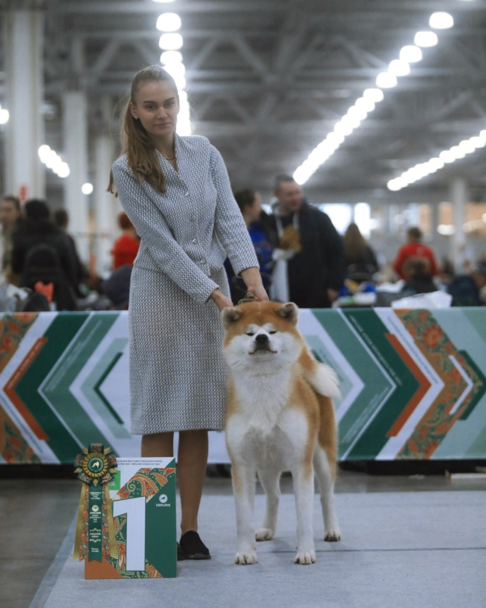 Кобели. Питомник Акита-Ину