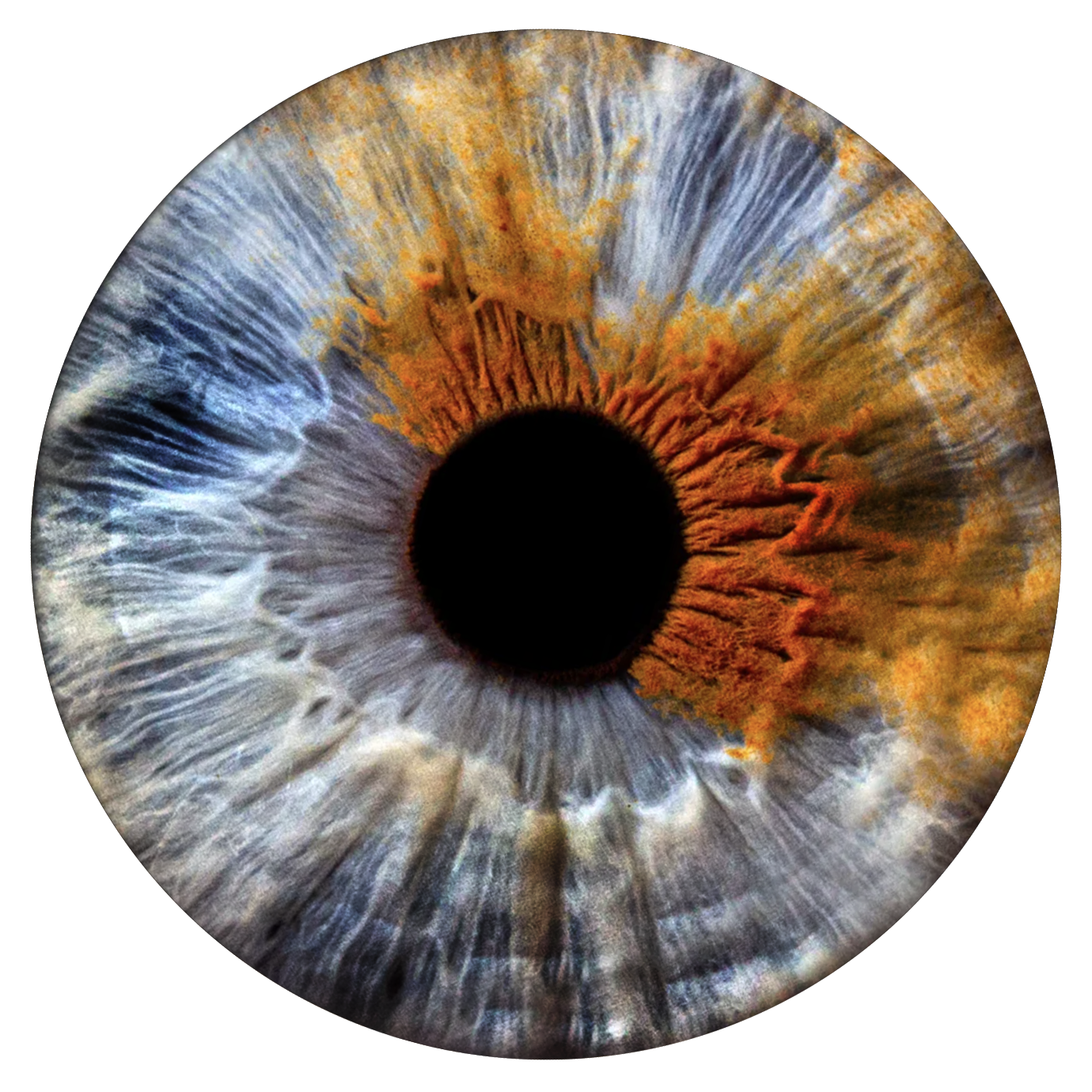 Примеры фото. Фото радужки глаза LOOK IN