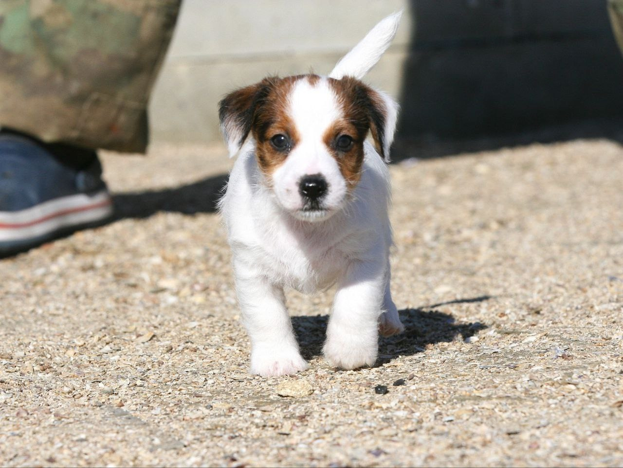 LITTER «W» 26.09.2025. Lovely-Orange питомник джек рассел терьеров