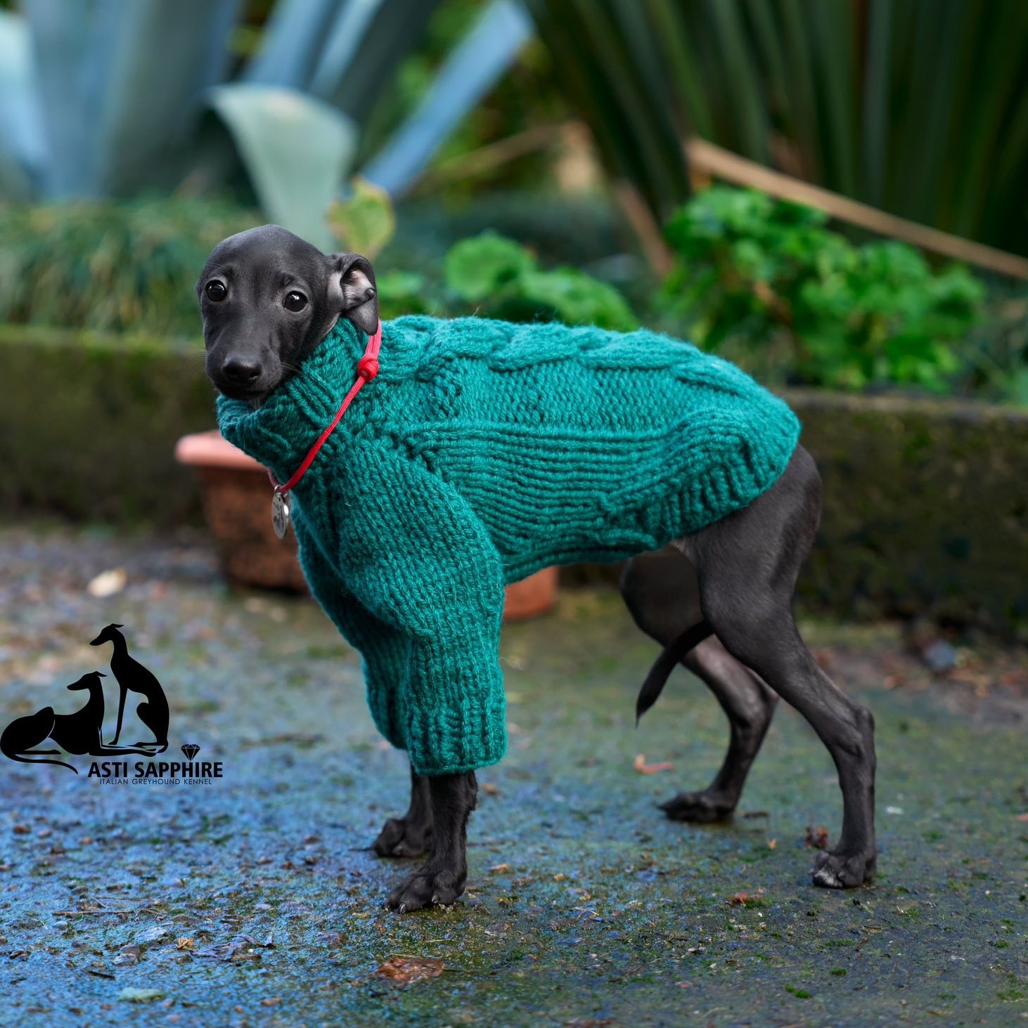 Одежда. Профессиональный питомник левреток РКФ/FCI ASTI SAPPHIRE 💎 Сочи|Санкт-Петербург