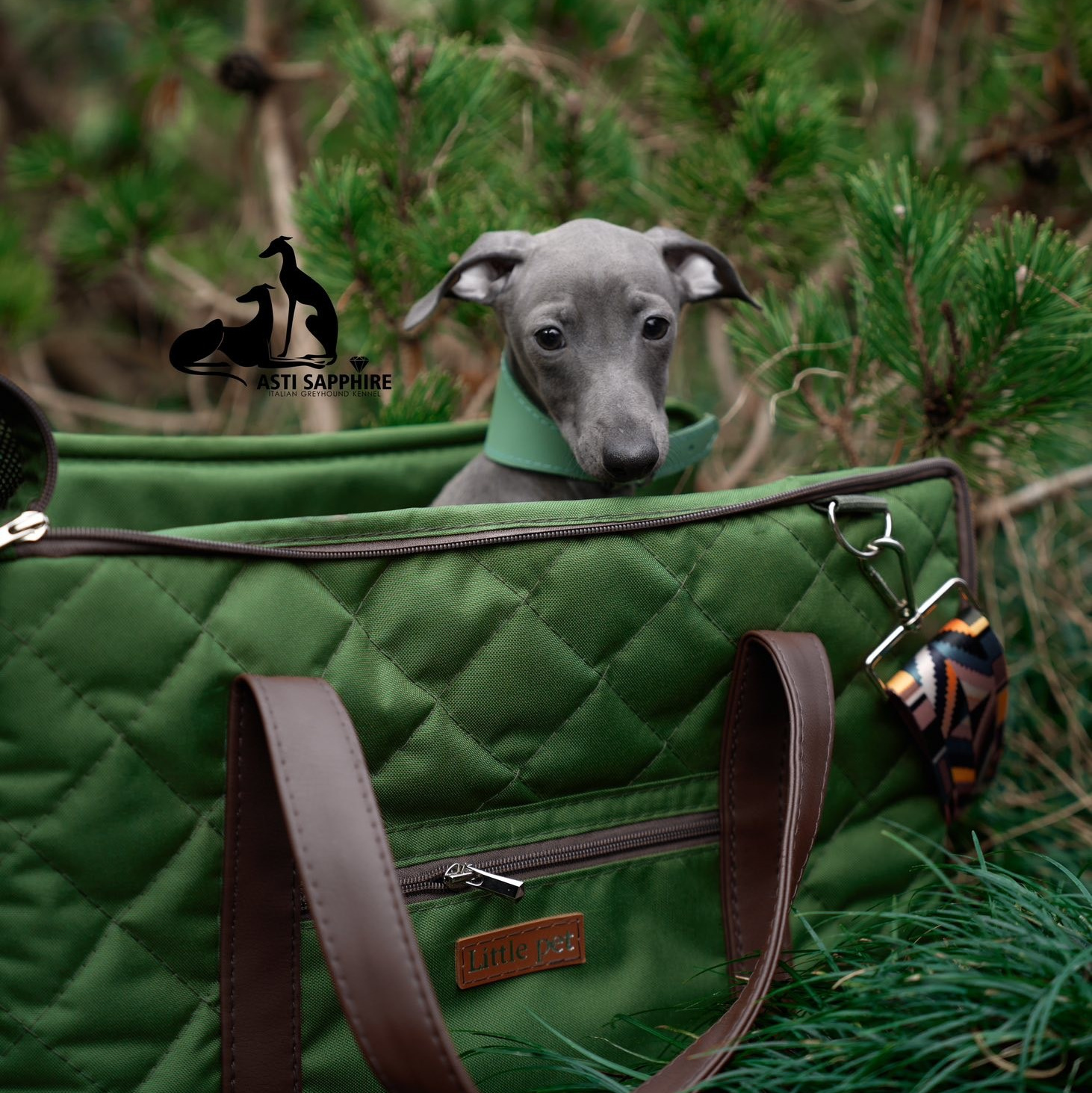 Путешествия. Профессиональный питомник левреток РКФ/FCI ASTI SAPPHIRE 💎 Сочи|Санкт-Петербург