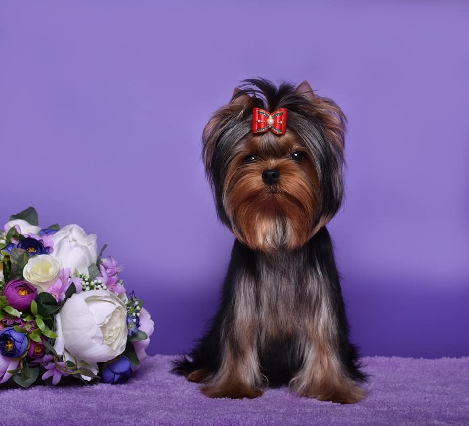 STEEL STAR BOSS HUGO BOSS. Питомник Йоркширских терьеров Дэнстайл в Санкт-Петербурге заводчик Тих