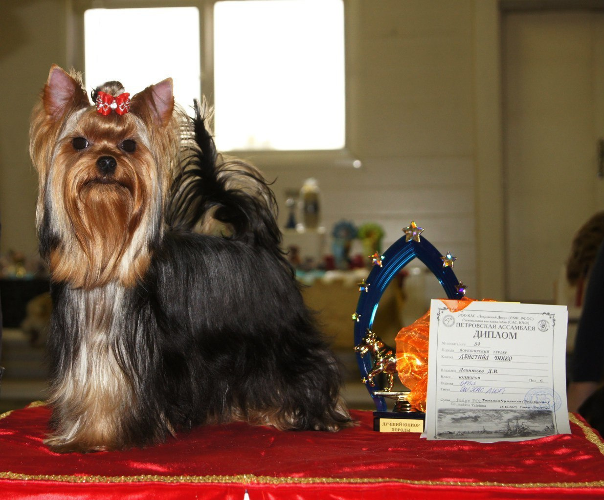 2015 г Результаты выставок. Питомник Йоркширских терьеров Дэнстайл в Санкт-Петербурге заводчик Тих