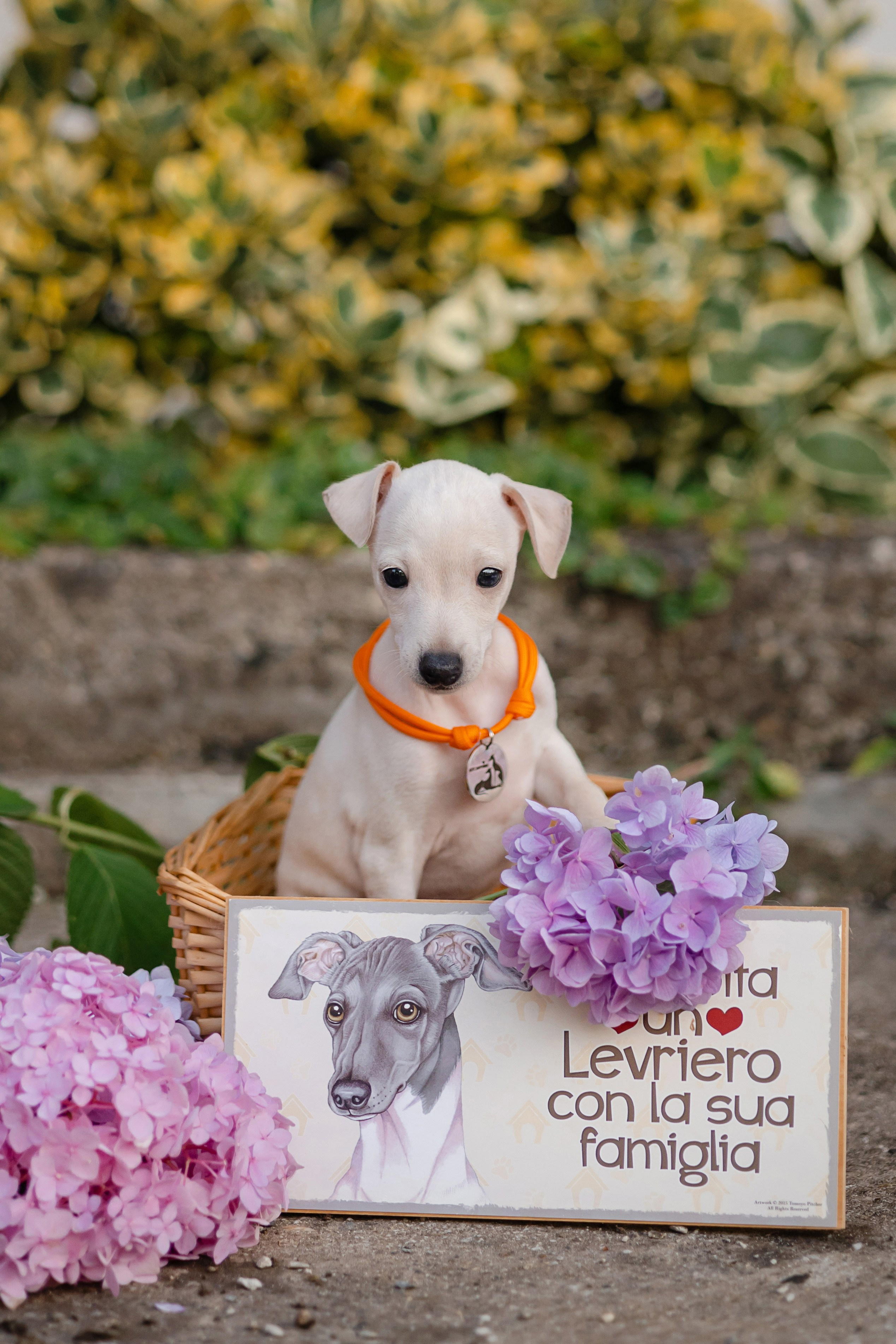 Welcome. Профессиональный питомник левреток РКФ/FCI ASTI SAPPHIRE 💎 Сочи|Санкт-Петербург