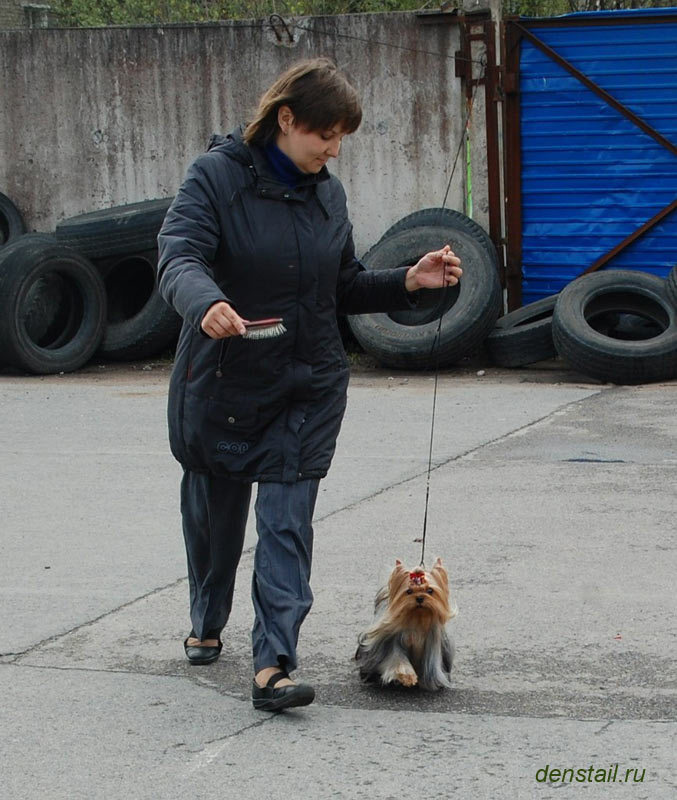Дэнстайл Империя. Питомник Йоркширских терьеров Дэнстайл в Санкт-Петербурге заводчик Тих