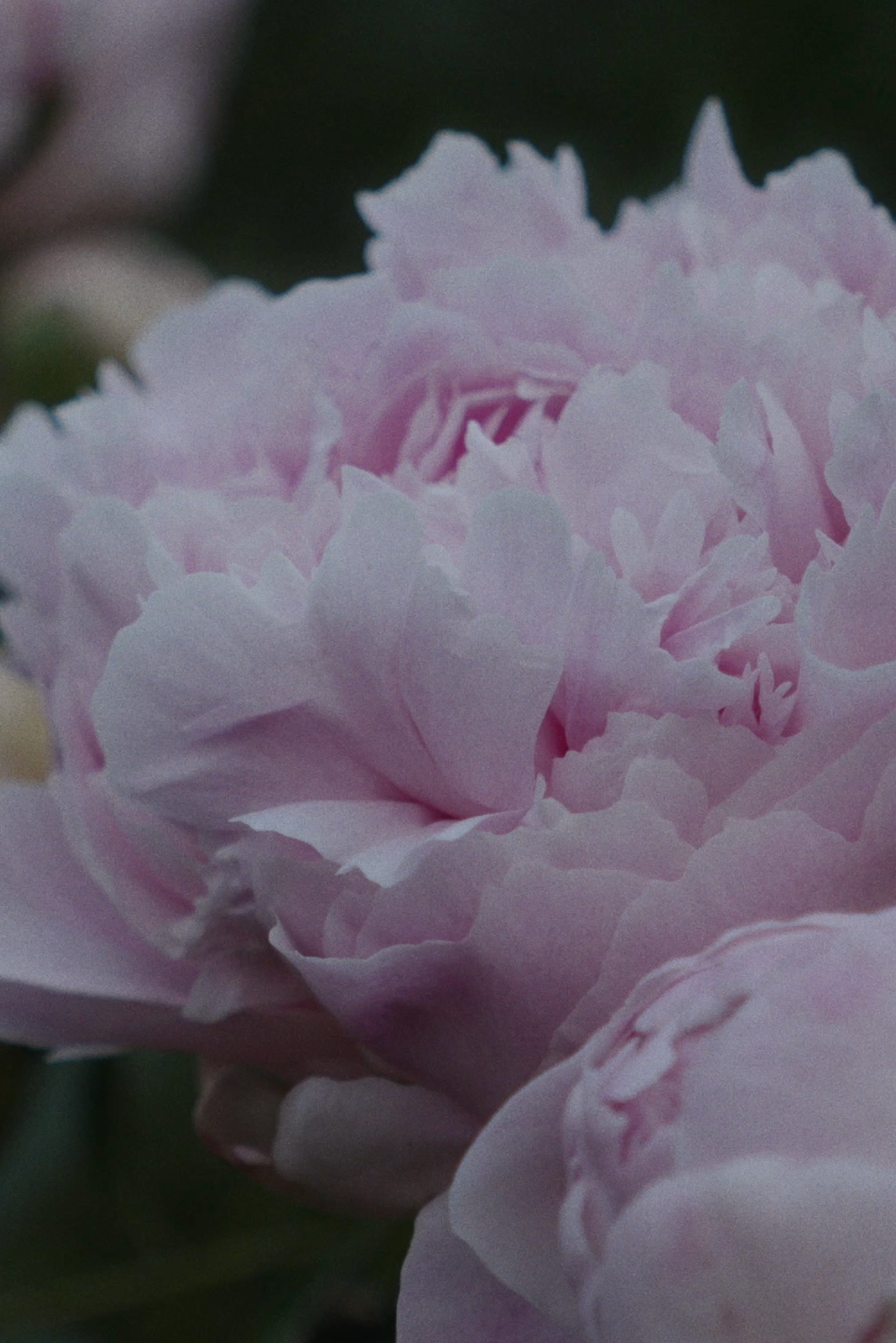 Услуги. Свадебная и коммерческая видеосъемка в Москве и Московской области