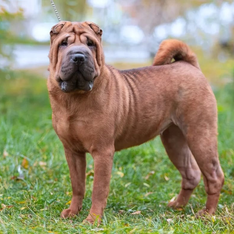 Познакомьтесь с Шар пей в Иркутске. Питомник собак Иркутск