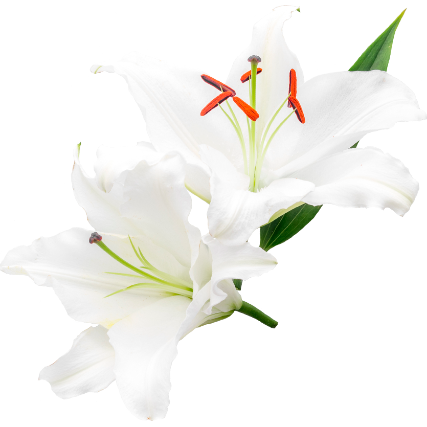 Организация похорон. Вечная память