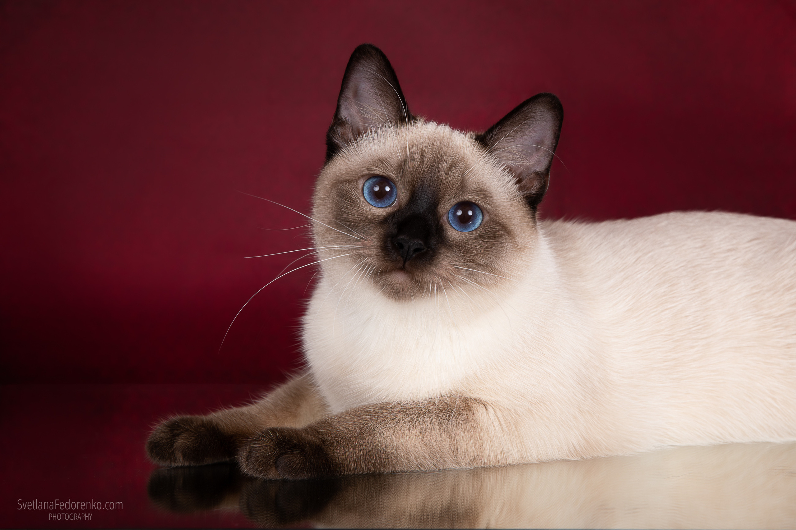 Наши кошки. Питомник тайских кошек в Санкт-Петербурге Noyland