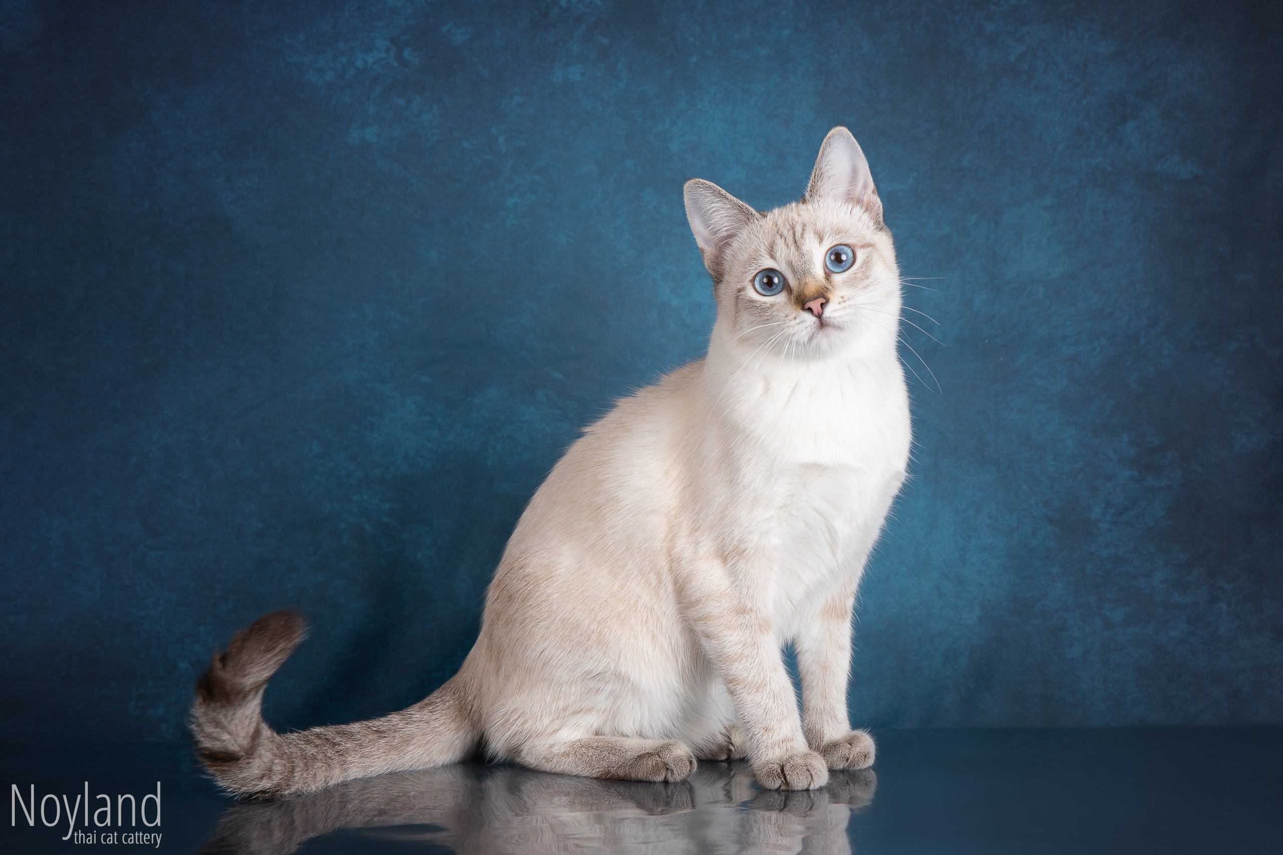 Наши кошки. Питомник тайских кошек в Санкт-Петербурге Noyland