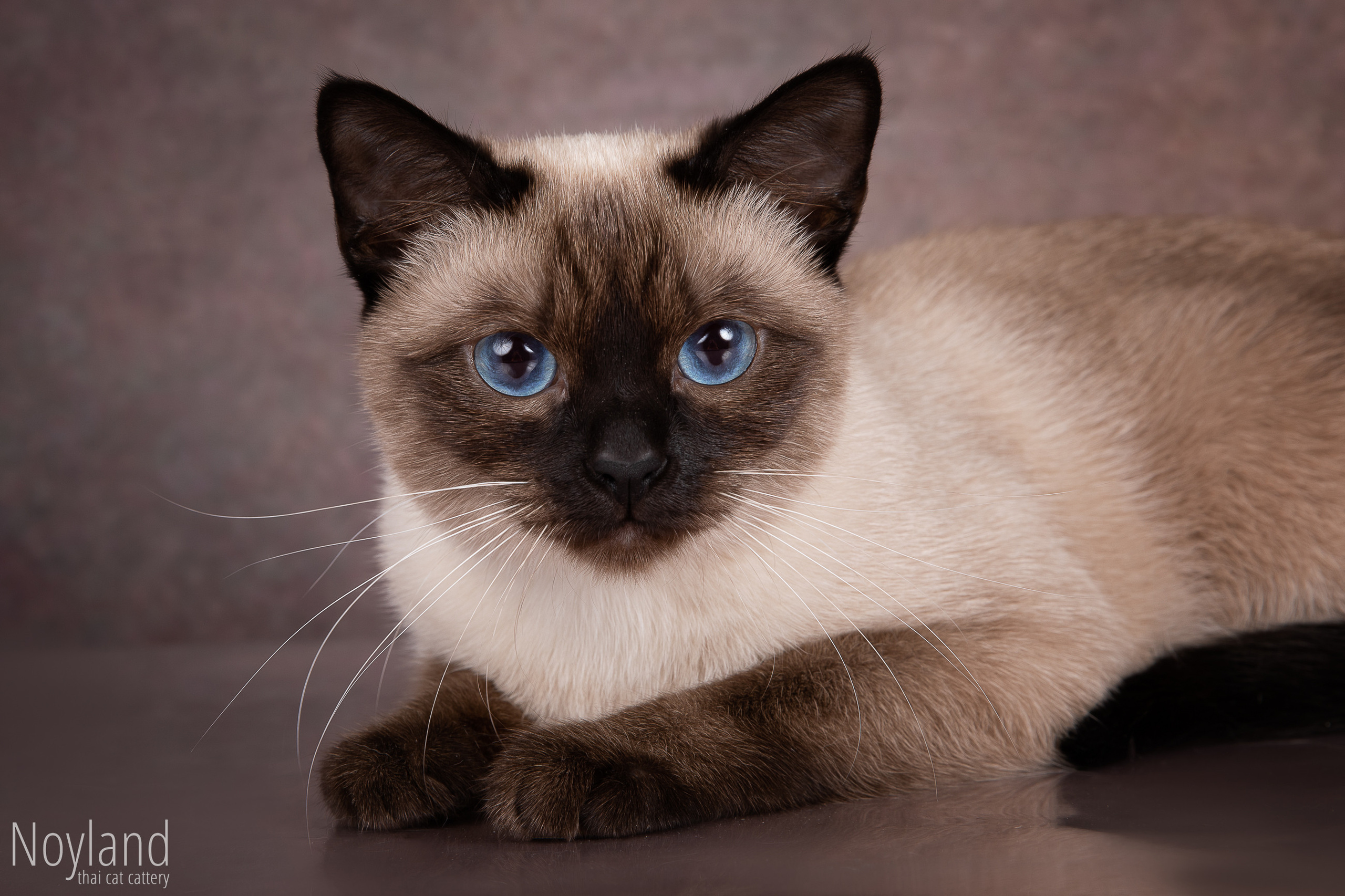 Наши кошки. Питомник тайских кошек в Санкт-Петербурге Noyland